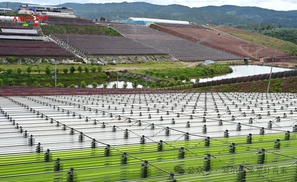 虾青素在心脑血管层面的功效和作用