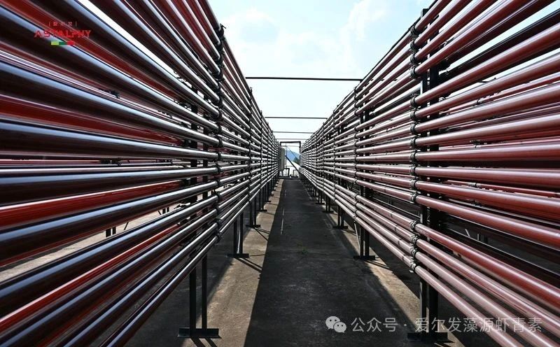 专利 | 爱尔发—— 利用离子液体提高雨生红球藻生物量积累的方法及系统