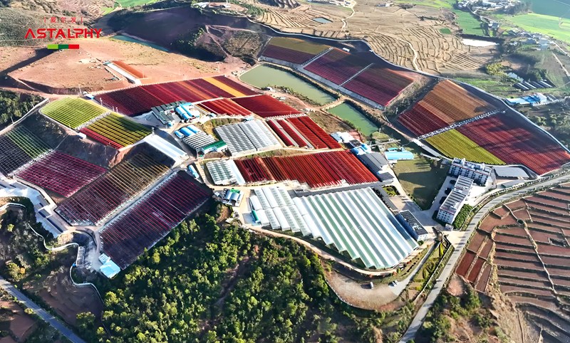 虾青素如何成为你抗衰路上的  “得力助手”？