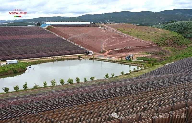 西部乡村振兴实录—解读云南爱尔发 虾青素产业链与政策的双向奔赴