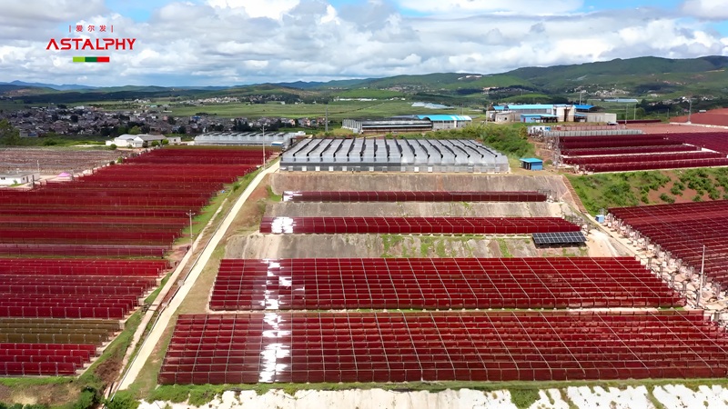 爱尔发雨生红球藻虾青素：守护日常健康的 “天然帮手”