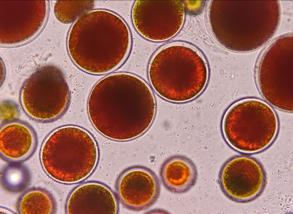 虾青素与抗衰老的潜在联系