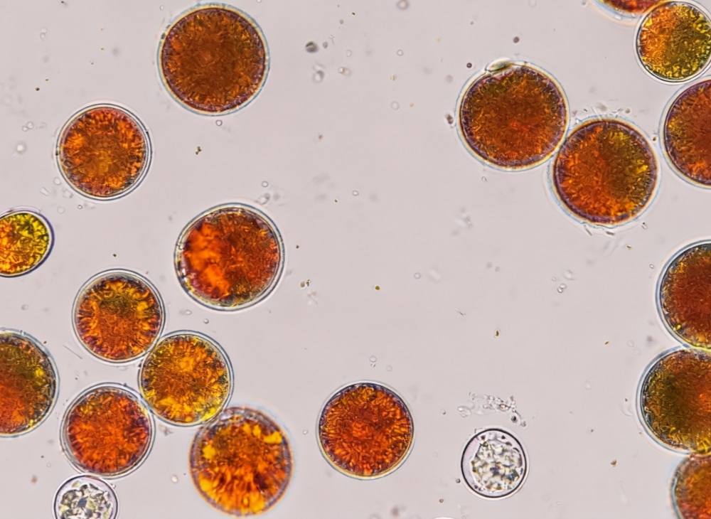 探索虾青素稳定技术，守护健康美丽新使者