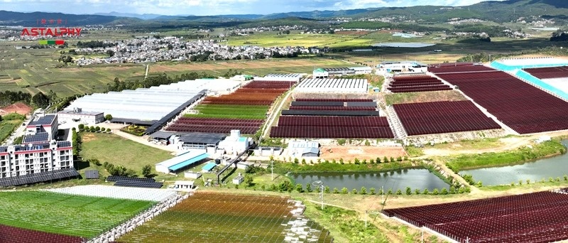 藻源虾青素，让健康触手可及！